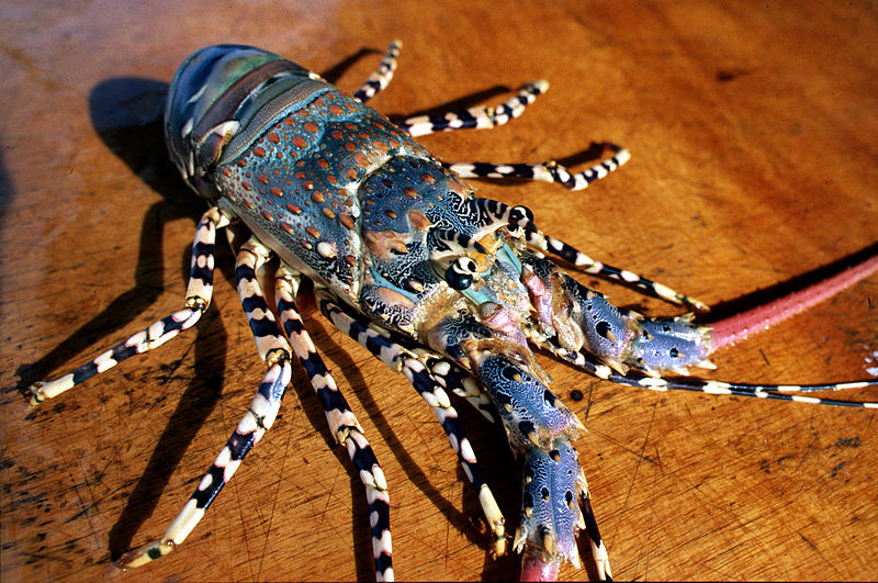 Ornate spiny lobster