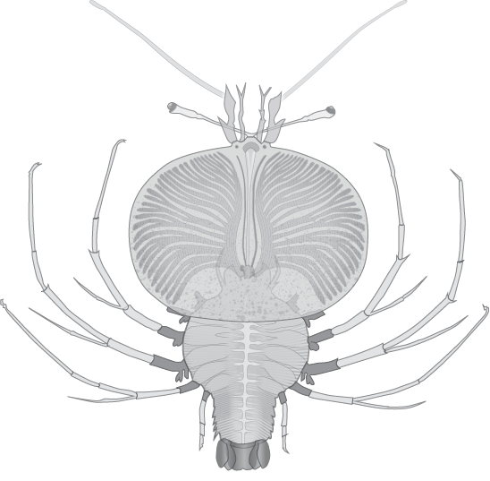 Phyllosoma larva