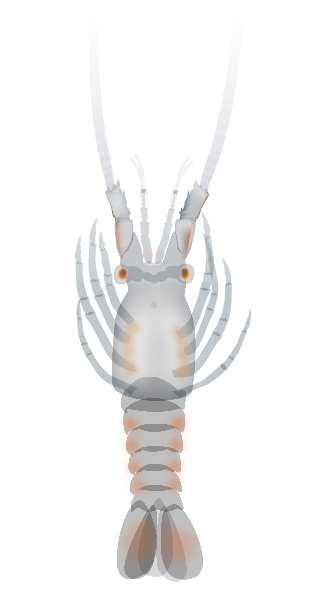 Puerulus larva