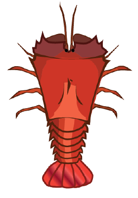 Slipper lobster