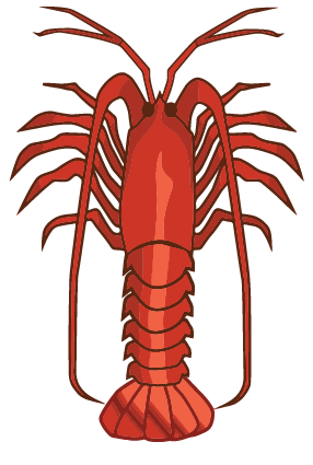 Spiny lobster