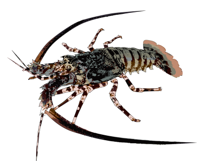 Ornate spiny lobster